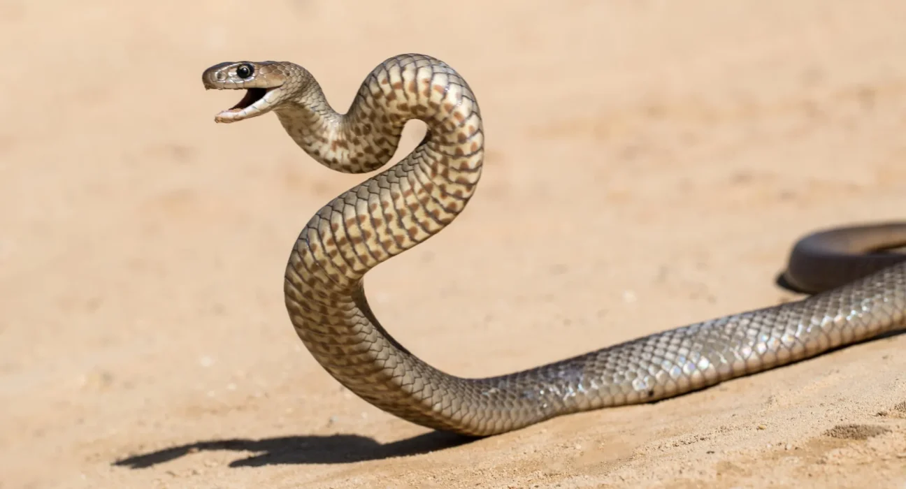 Divisão do veneno oculto nas cobras mais mortais da Austrália levanta questões urgentes sobre tratamento