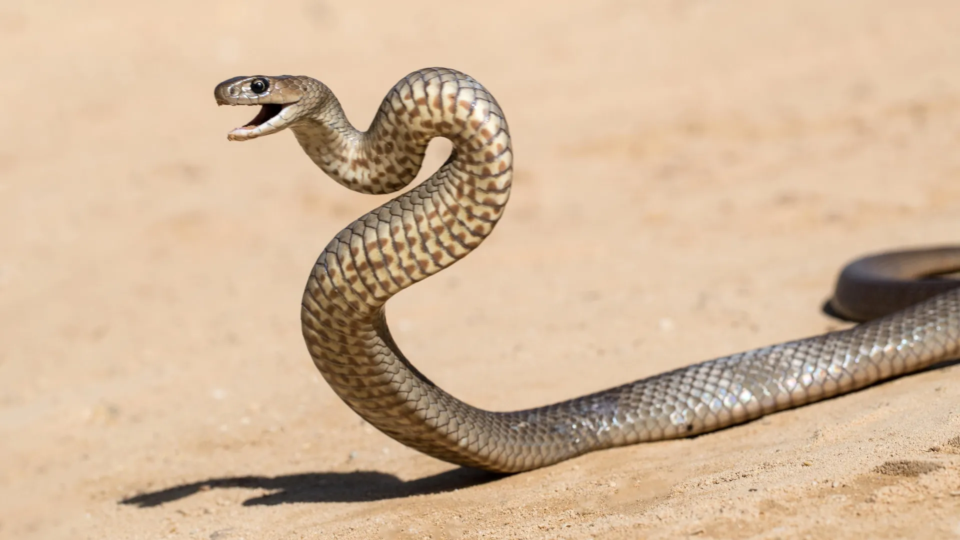 Divisão do veneno oculto nas cobras mais mortais da Austrália levanta questões urgentes sobre tratamento