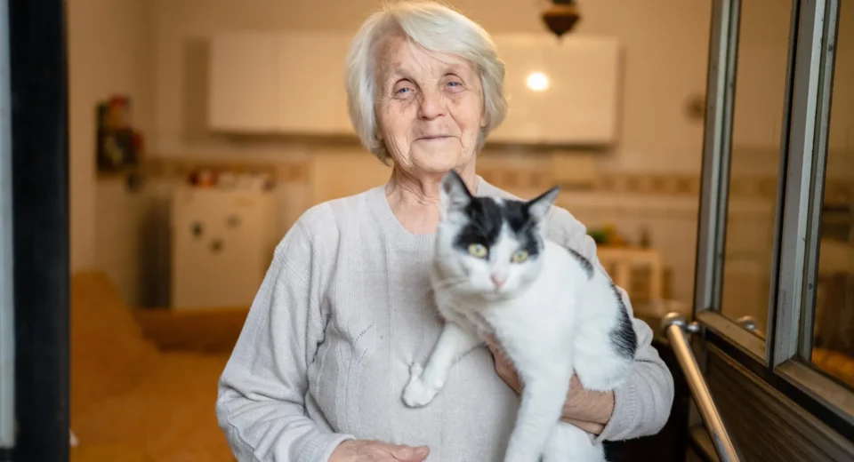 Como gatos com demência podem ajudar a decifrar o enigma do Alzheimer