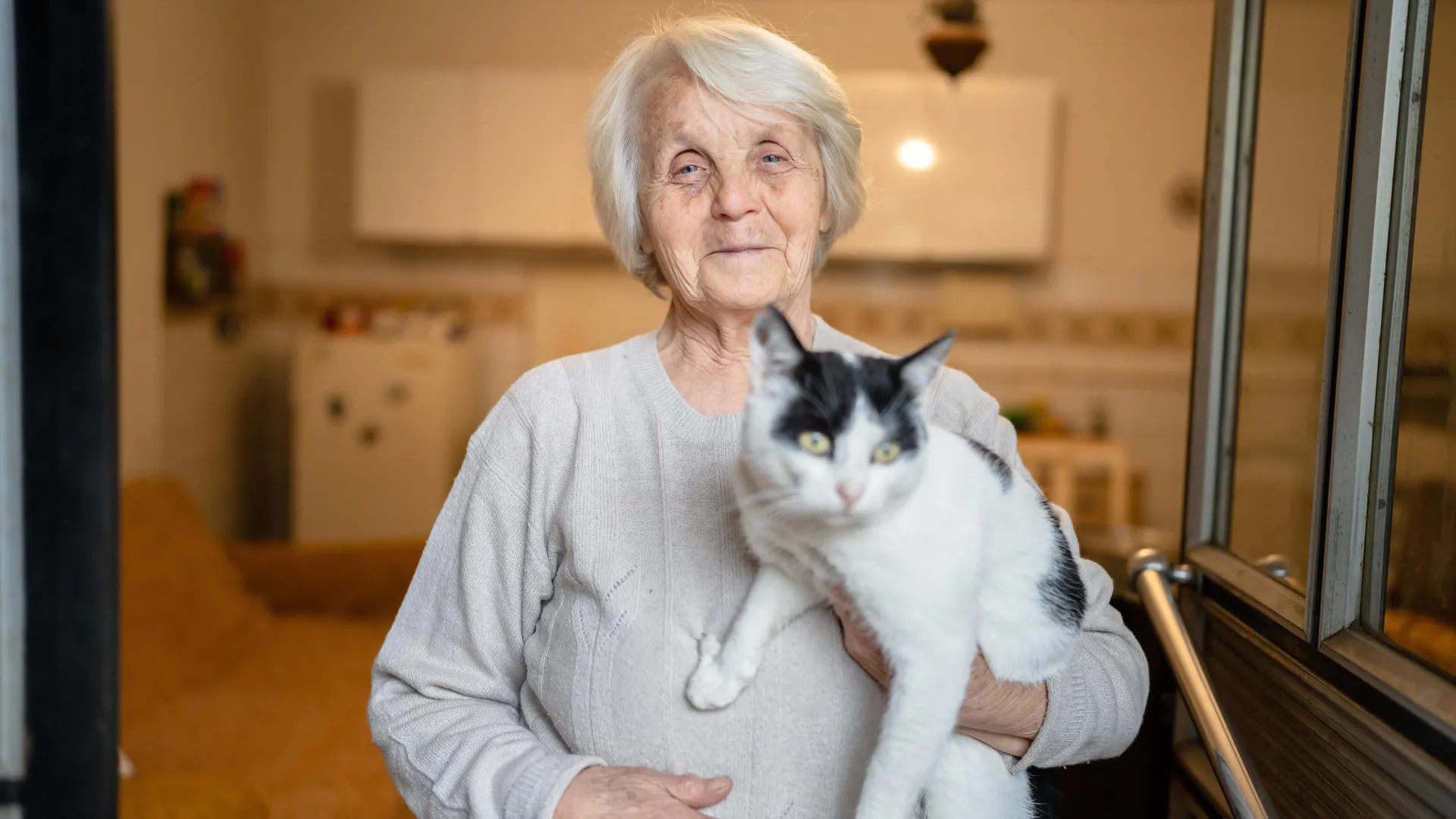 Como gatos com demência podem ajudar a decifrar o enigma do Alzheimer