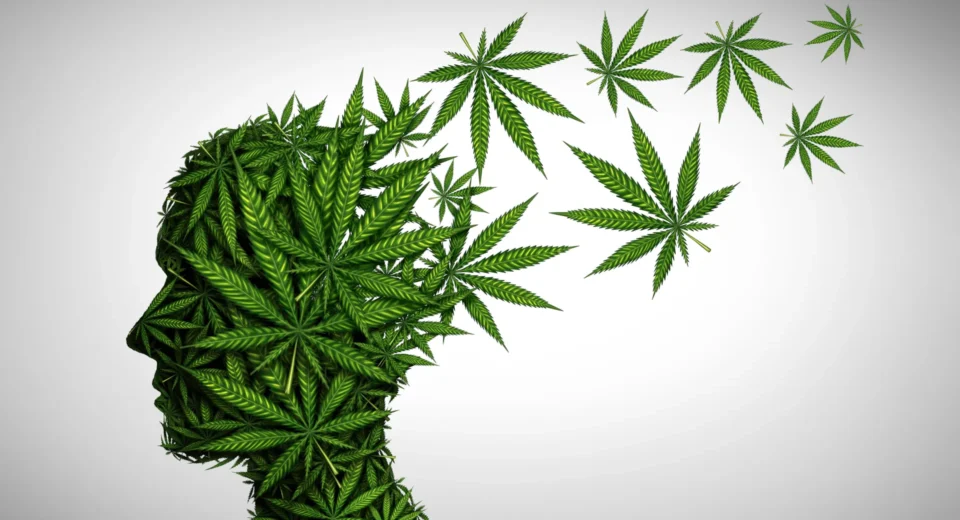 O perigo oculto para a saúde mental no cannabis com alto THC
