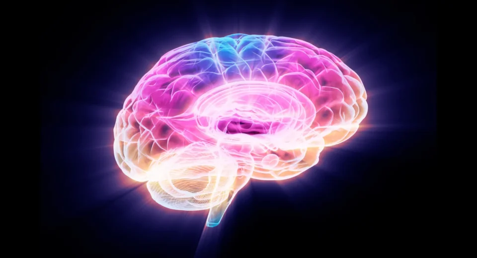 Cientistas descobrem proteína que reverte o envelhecimento cerebral