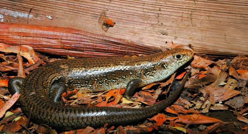 Cientistas descobrem o gene que torna os skinks australianos imunes ao veneno mortal de serpentes