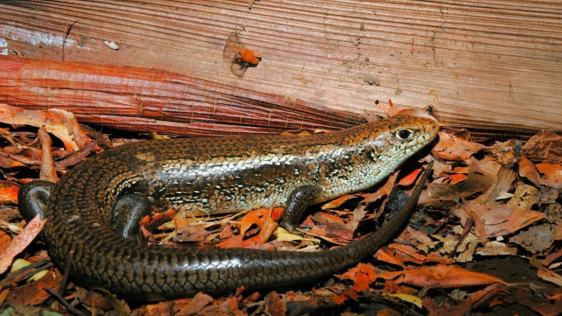 Cientistas descobrem o gene que torna os skinks australianos imunes ao veneno mortal de serpentes
