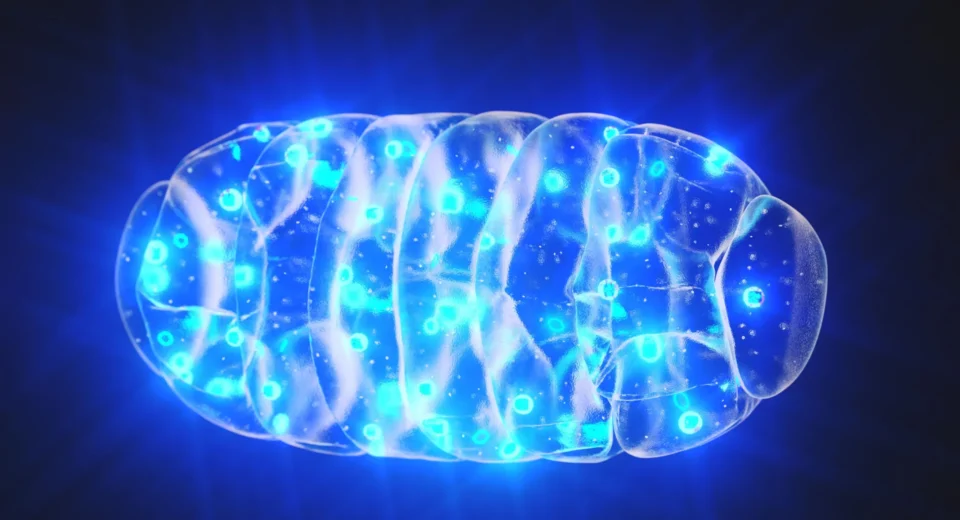 Cientistas Reverteram a Perda de Memória Reenergizando os Pequenos Motores do Cérebro