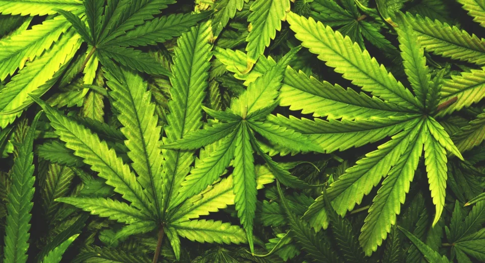 Não jogue fora as folhas de cannabis. Cientistas acabam de descobrir compostos raros dentro delas.