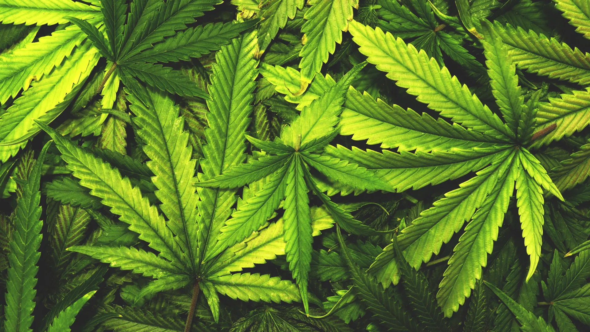 Não jogue fora as folhas de cannabis. Cientistas acabam de descobrir compostos raros dentro delas.