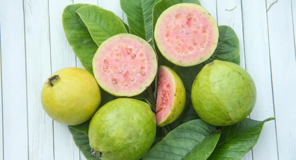 A molécula secreta da guava pode combater o câncer de fígado