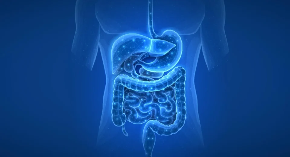 Descoberta surpreendente no intestino revela um gatilho oculto para diabetes e doenças do fígado