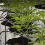 Antrix e Carvoeiro Branco Investem 25 Milhões na Aquisição da Fábrica do Inglês em Silves
