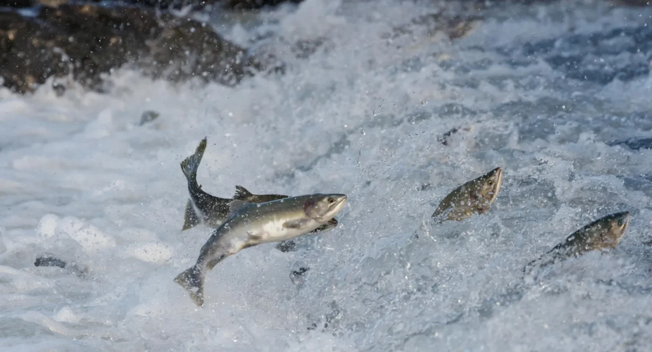 O superalimento secreto do salmão é menor que um grão de sal