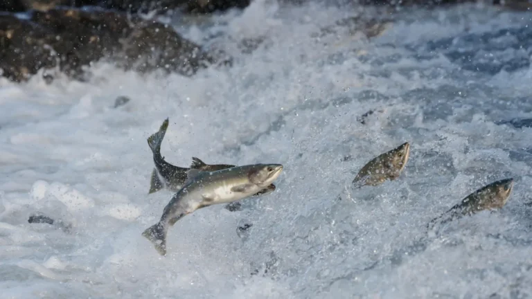 O superalimento secreto do salmão é menor que um grão de sal