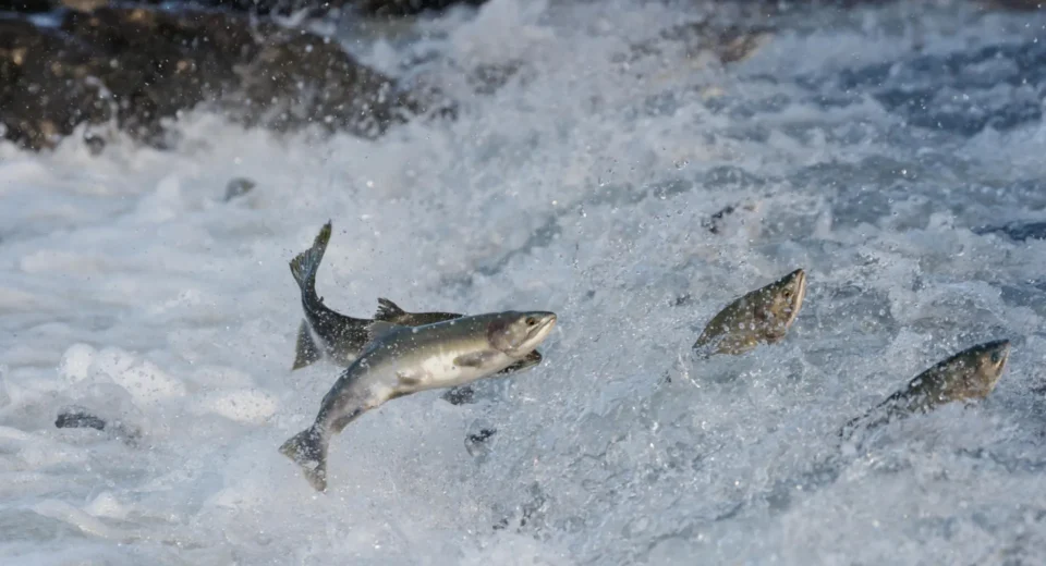 O superalimento secreto do salmão é menor que um grão de sal