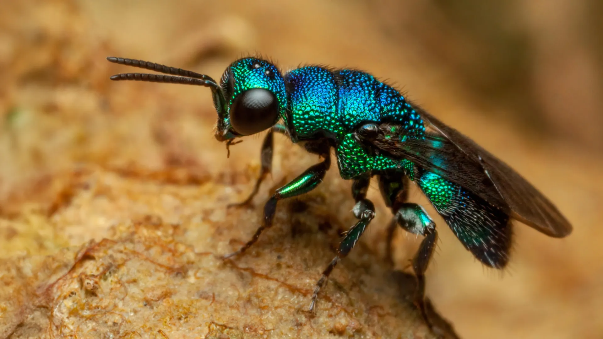 O truque anti-envelhecimento da natureza? As larvas da vespa joia desaceleram seu relógio biológico.