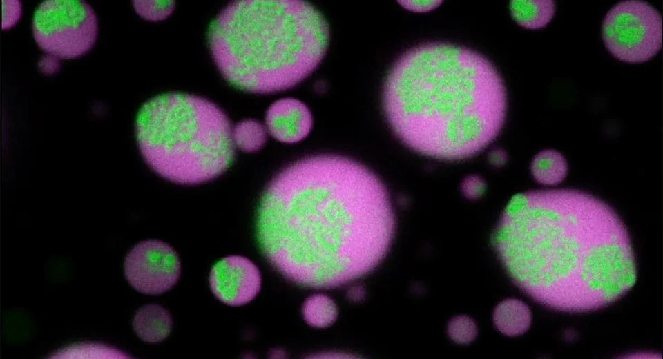 Cientistas Desvendam o Mistério dos Grupos de Células Cerebrais e Fazem com que Eles Desapareçam