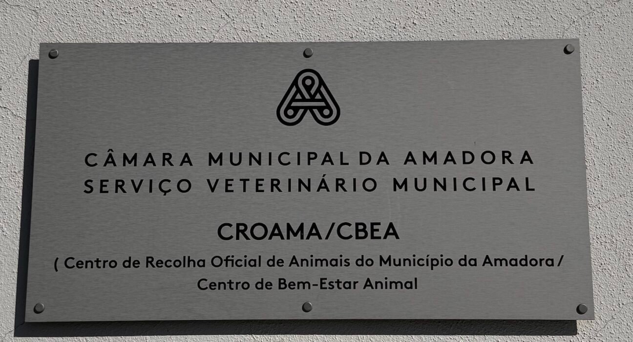 As comoventes histórias de 8 cães que buscam amor e uma família