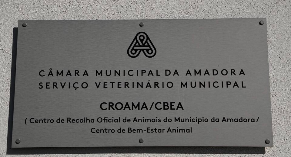 As comoventes histórias de 8 cães que buscam amor e uma família