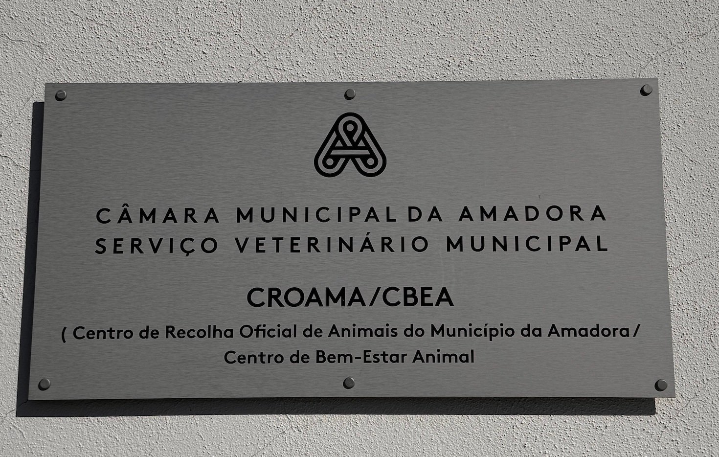 As comoventes histórias de 8 cães que buscam amor e uma família