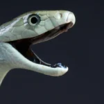 João Fernando e Diogo Brites conquistam o pódio na Taça da Europa de Judô