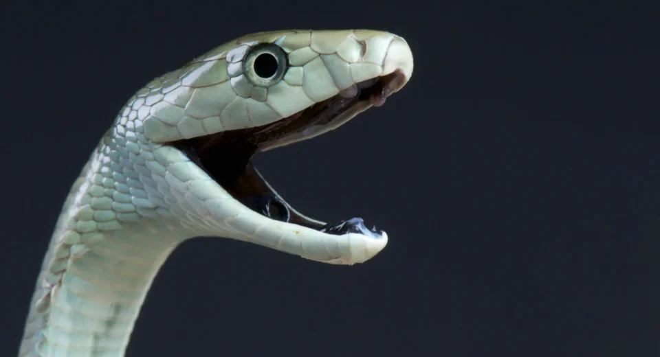 O veneno da mamba-negra tem um segundo golpe mortal oculto