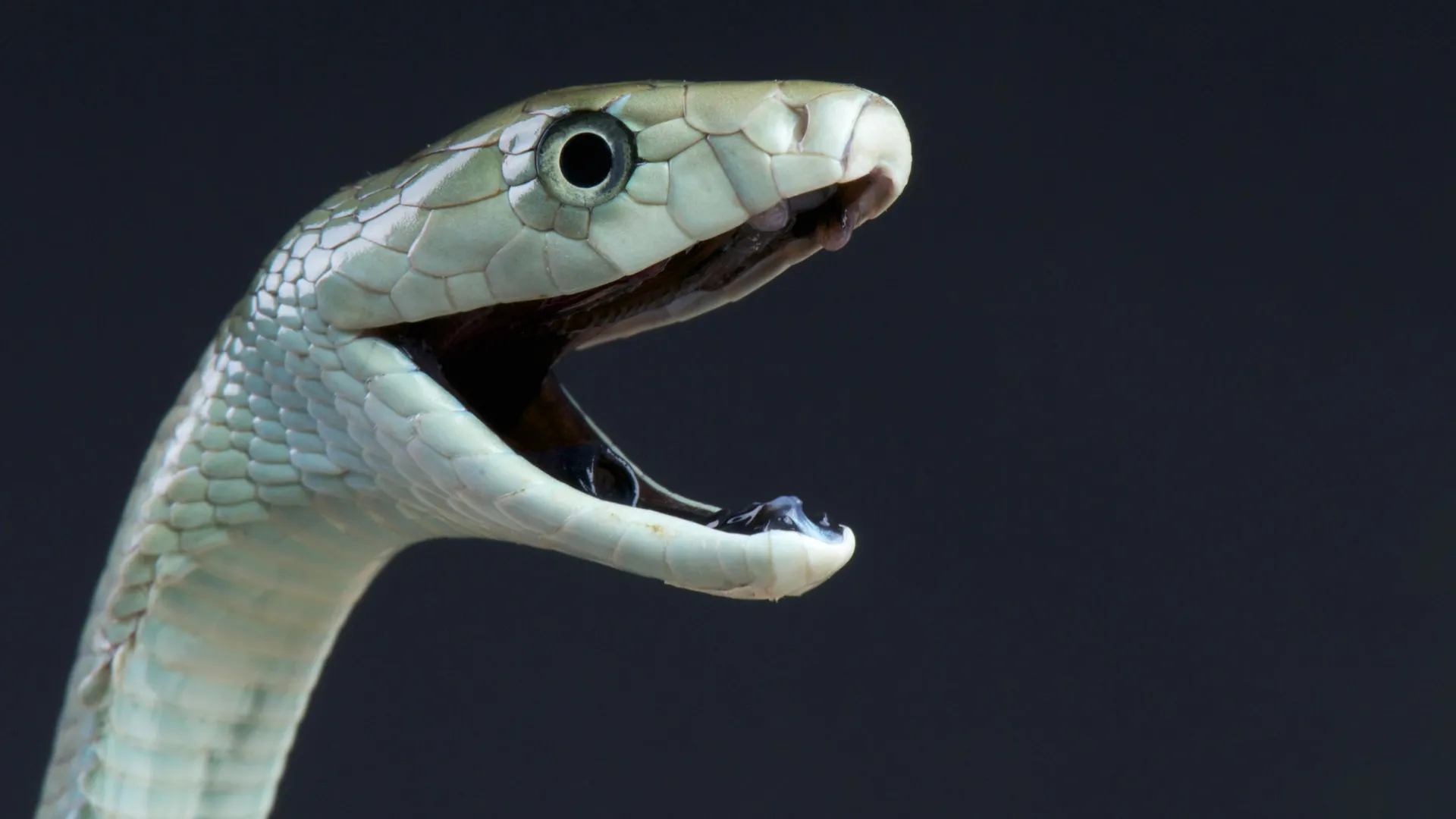 O veneno da mamba-negra tem um segundo golpe mortal oculto