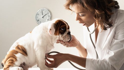Serviços Veterinários: Faturação Aumenta 46% e Gasto Médio Sobe 10% em Dois Anos