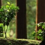 Cientistas Descobrem Danos Cerebrais Ocultos por Trás da Demência