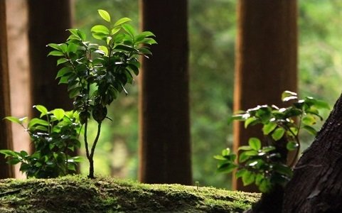 Você já conhece o Ecolabel?