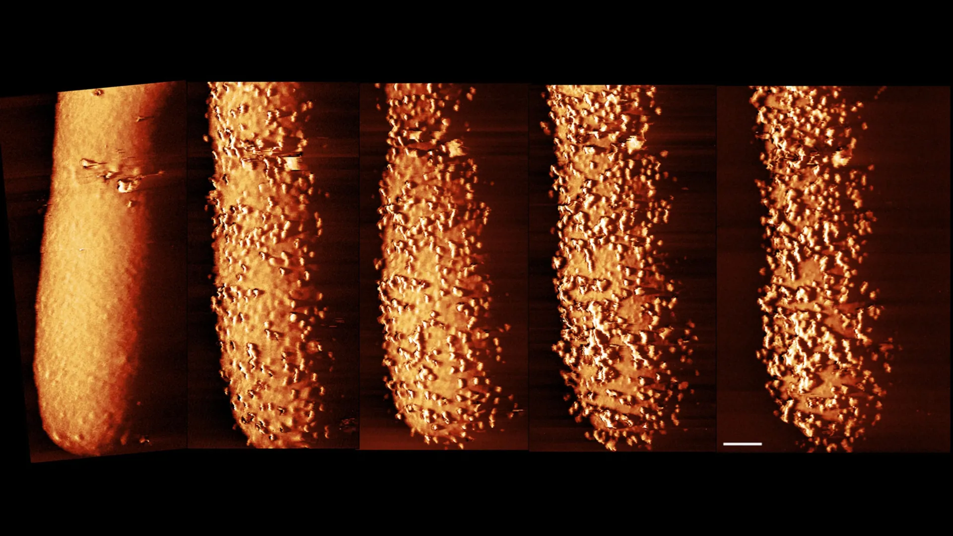 Imagens impressionantes revelam como os antibióticos destroem as defesas bacterianas