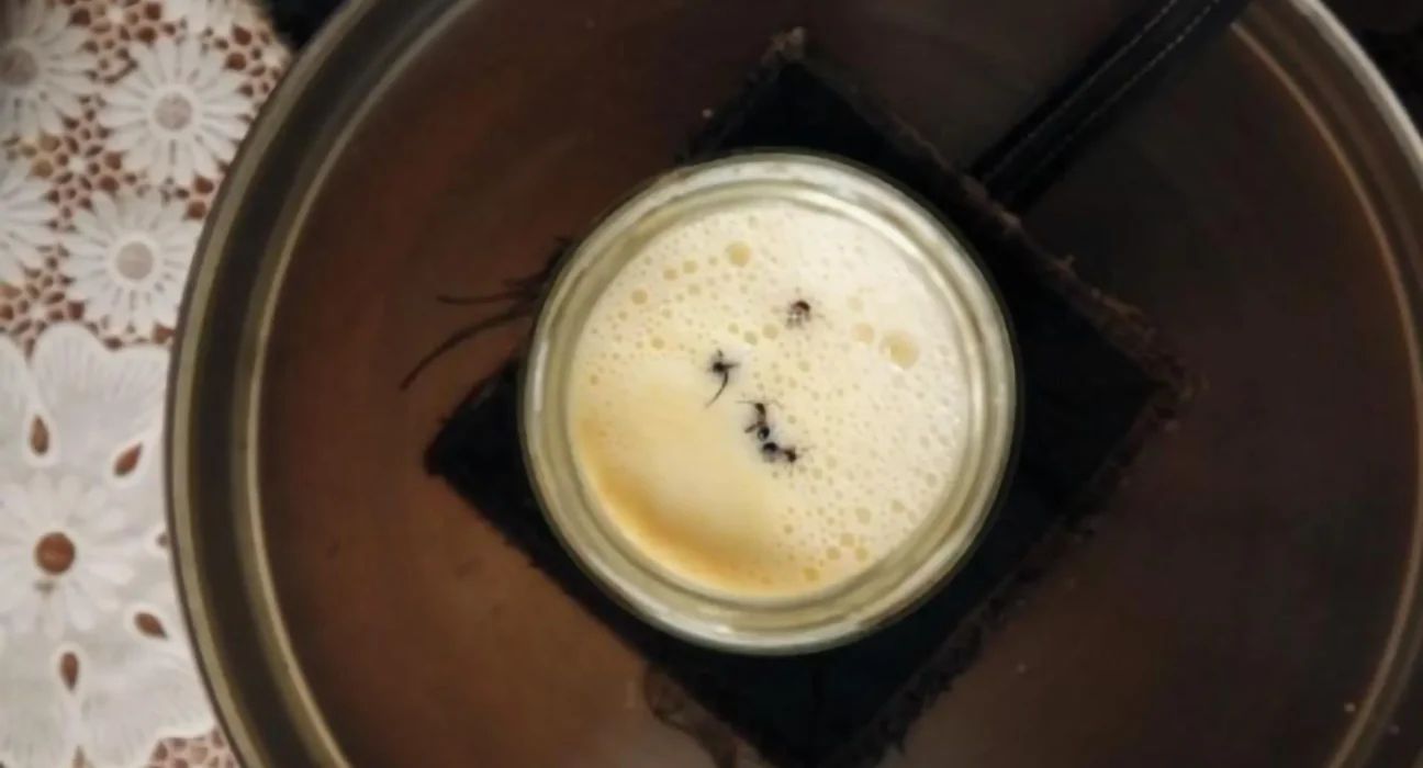 Você comeria iogurte feito com formigas? Cientistas fizeram!