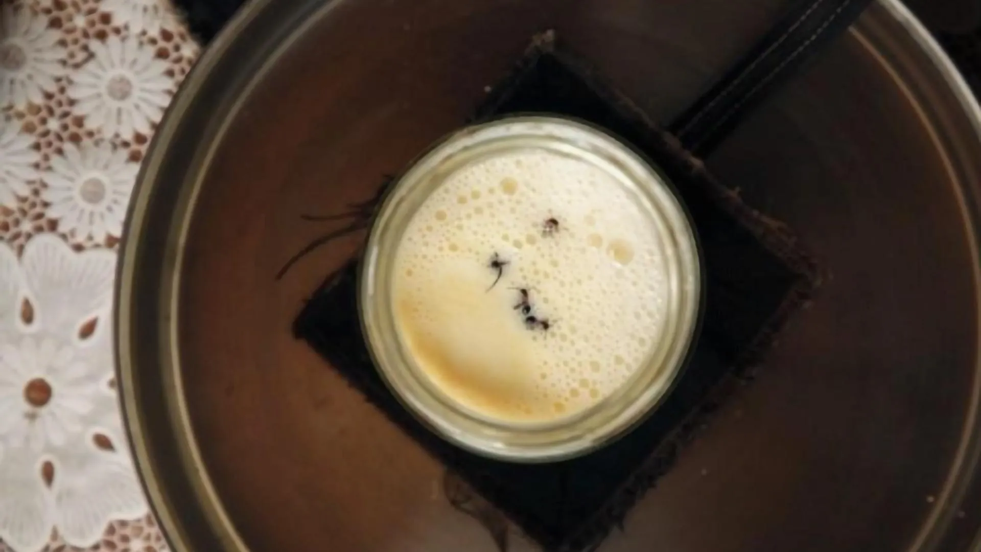 Você comeria iogurte feito com formigas? Cientistas fizeram!