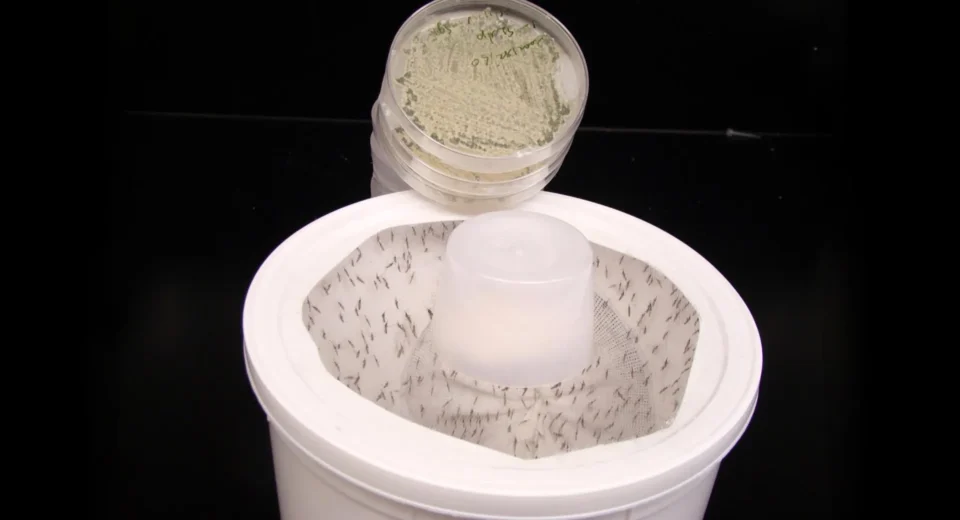 Cientistas transformam fragrância de flores em um matador de mosquitos