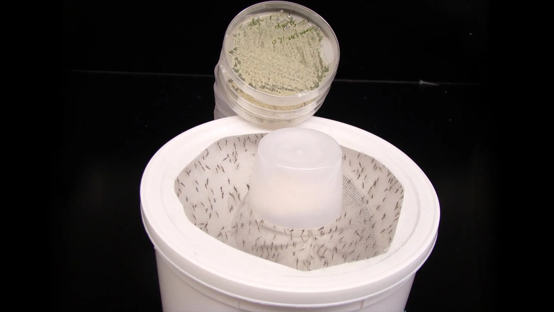 Cientistas transformam fragrância de flores em um matador de mosquitos
