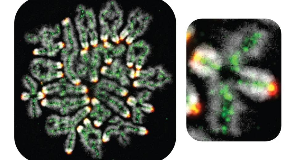 Abortos espontâneos, síndrome de Down e infertilidade todos ligados a esse processo oculto de DNA.