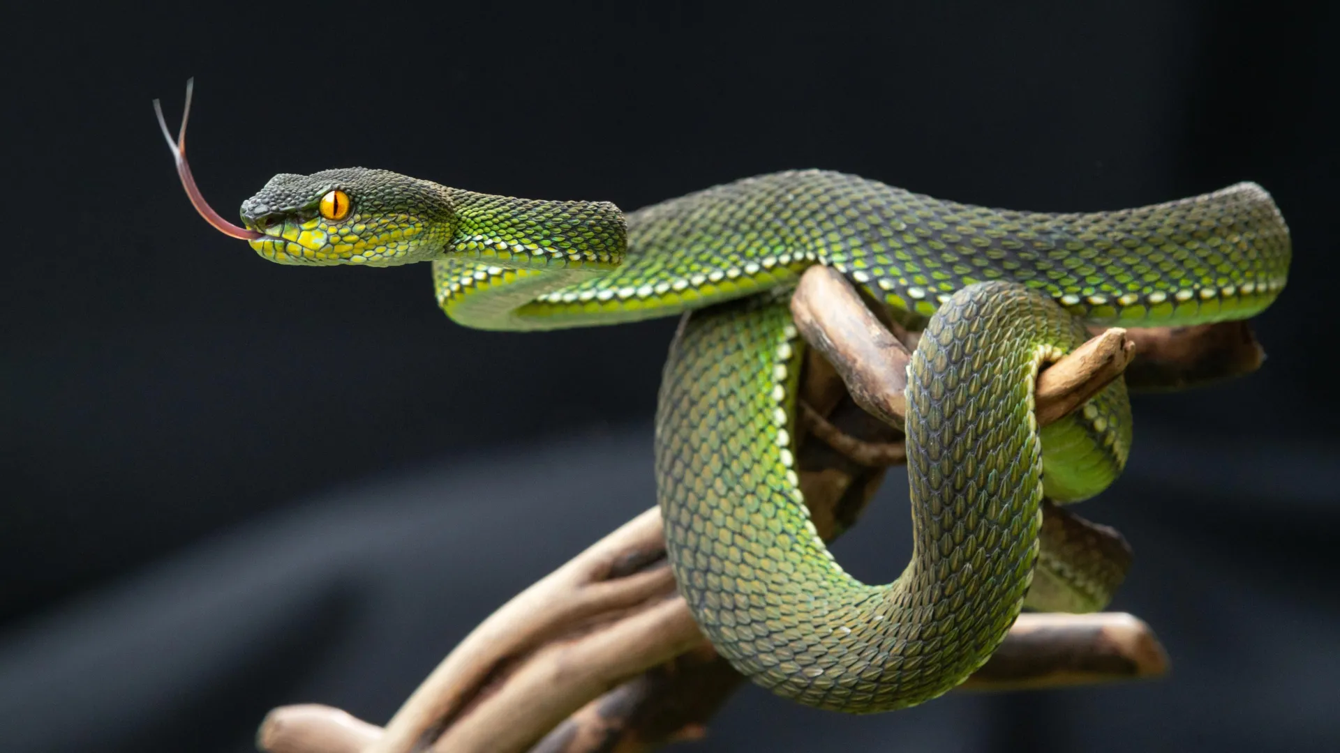 A urina de cobra pode conter o segredo para acabar com a dor da gota e pedras nos rins