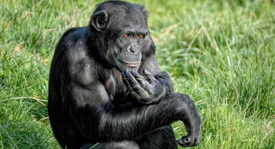 Chimpanzés surpreendem cientistas ao mudar suas opiniões com novas evidências
