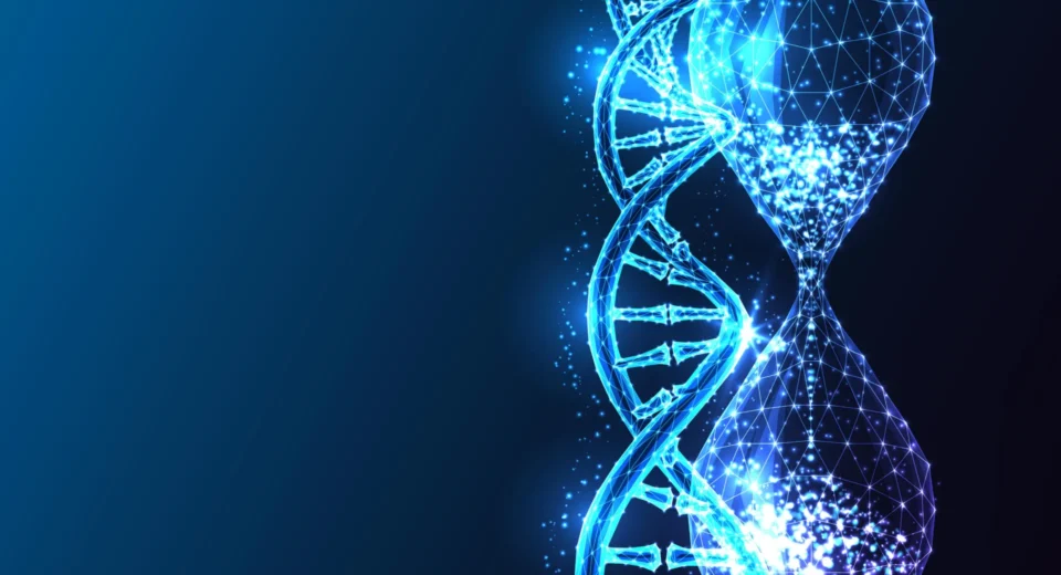 Um pequeno verme revelou um grande segredo sobre como viver mais.