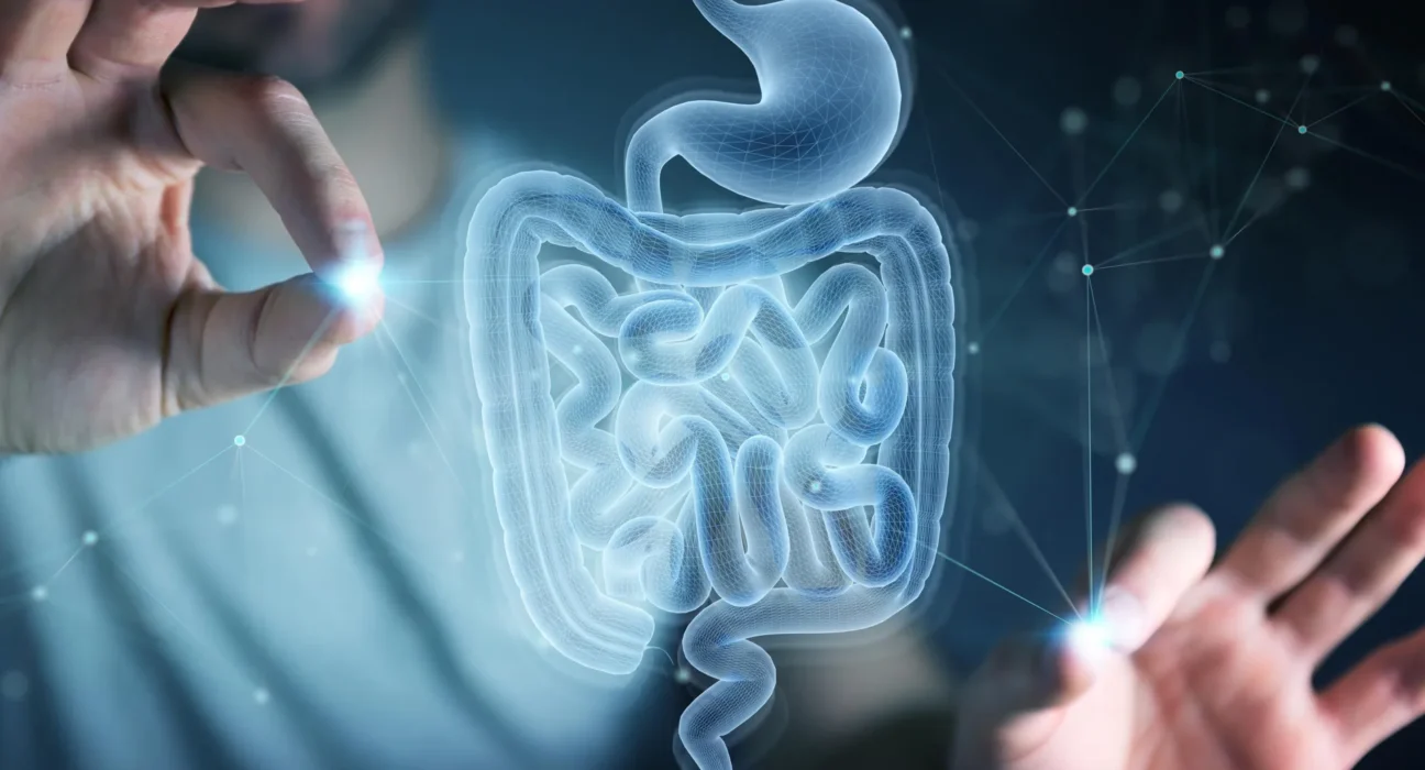 MIT descobre aminoácido que ajuda o intestino a se regenerar