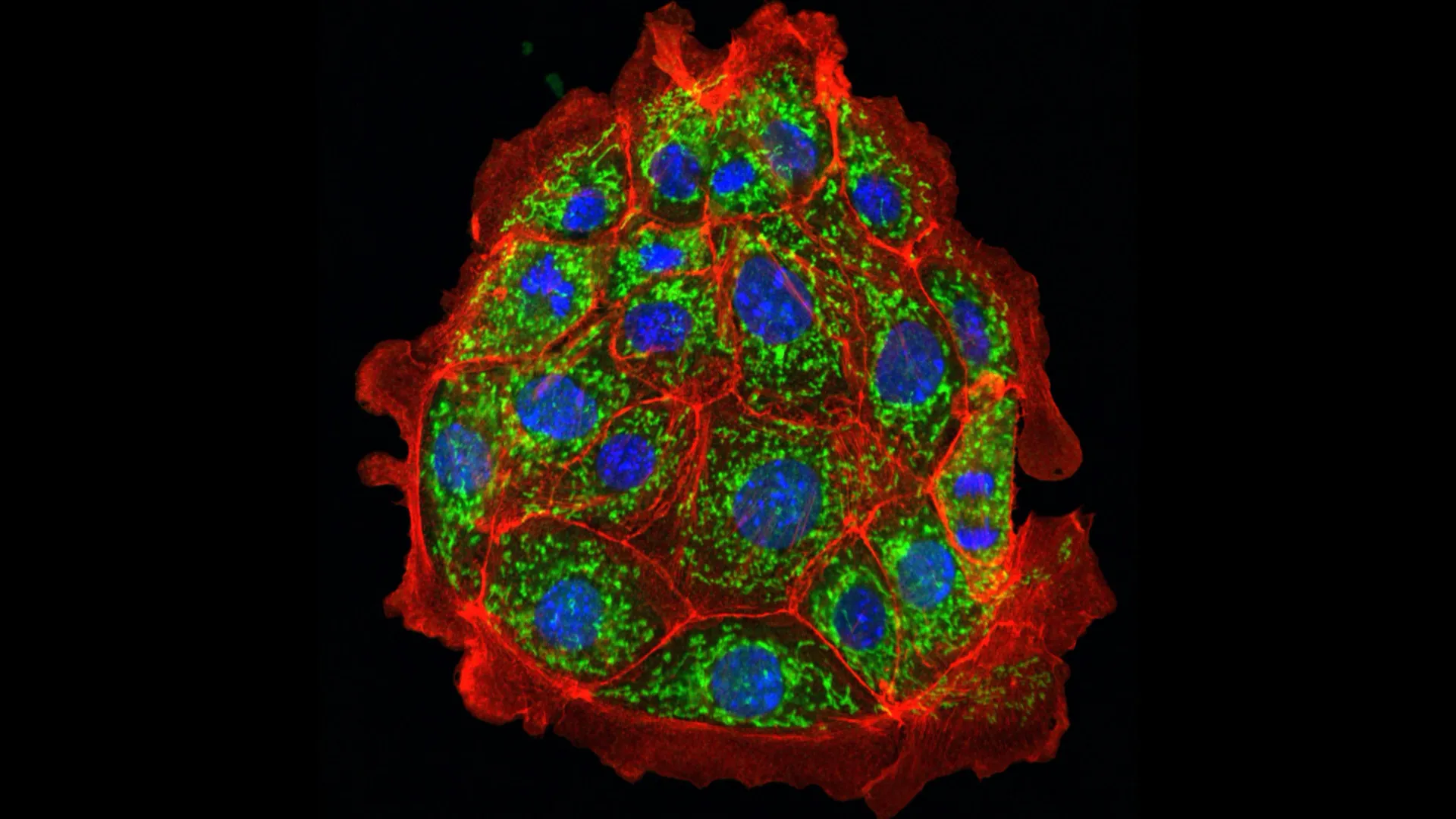 Cientistas reparam danos renais em camundongos, esperanças para humanos em seguida