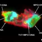 Novobanco é reconhecido como “Melhor Banco Comercial” e “Banco Mais Sustentável” em Portugal