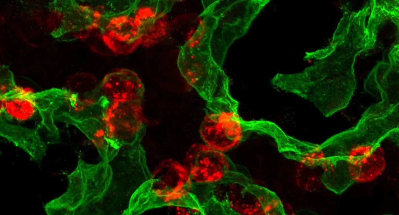Cientistas descobrem o interruptor oculto de autocura dos pulmões
