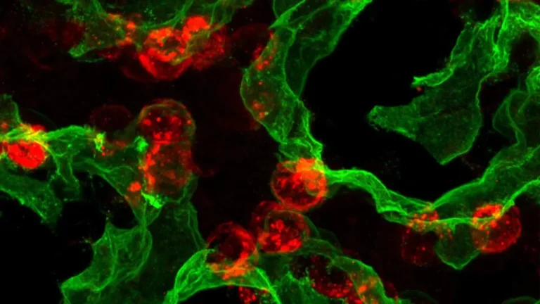 Cientistas descobrem o interruptor oculto de autocura dos pulmões