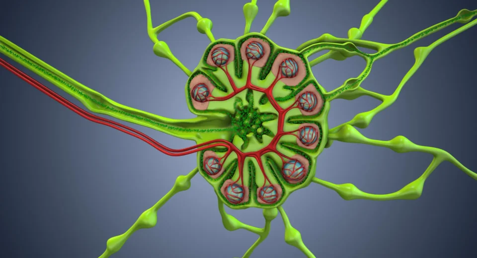 A cirurgia de câncer está removendo a arma secreta do corpo contra o câncer?