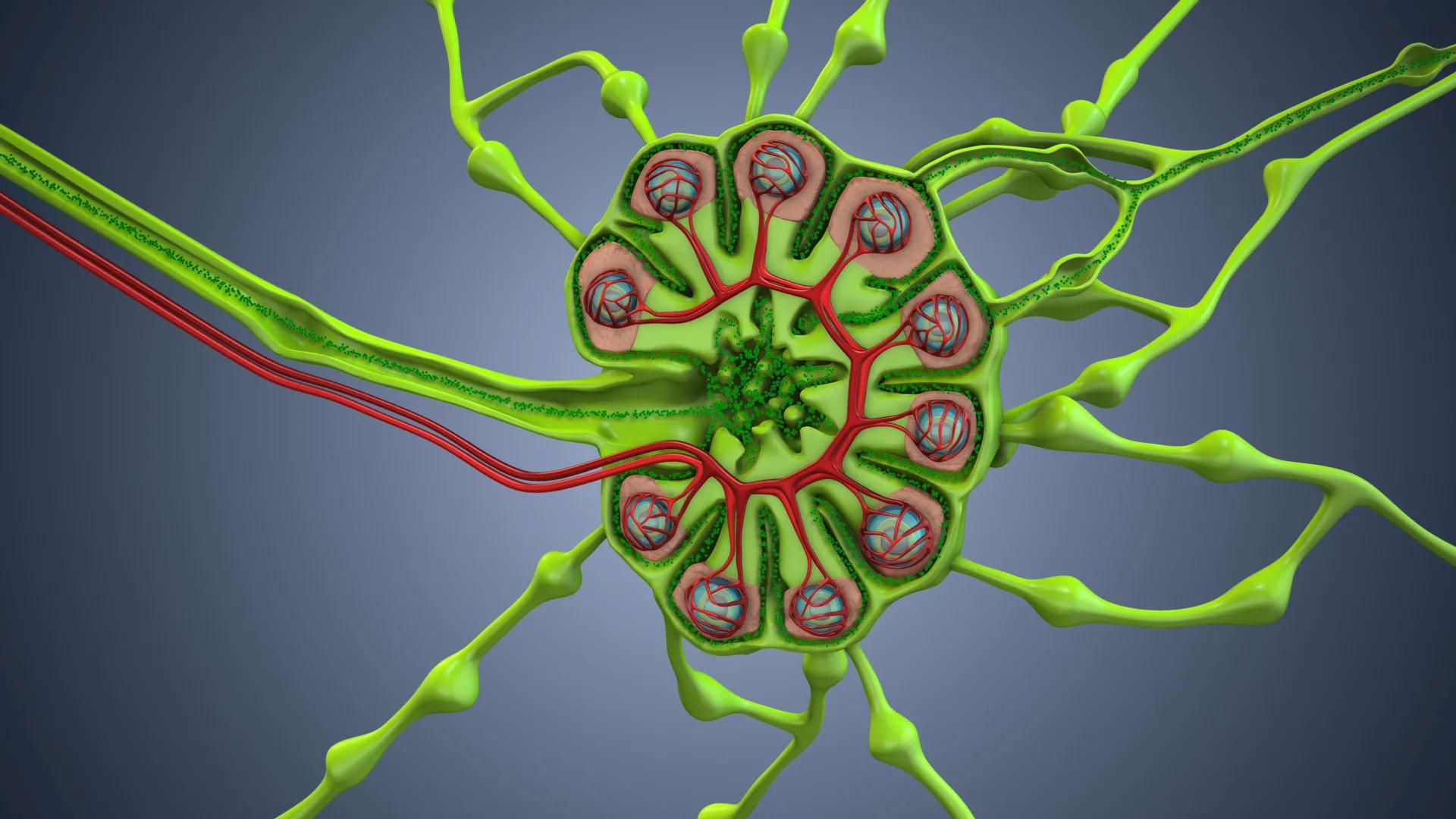 A cirurgia de câncer está removendo a arma secreta do corpo contra o câncer?