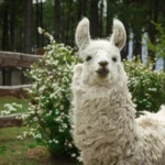 Horizon investe 15 milhões e adquire 60% da Sinalcabo