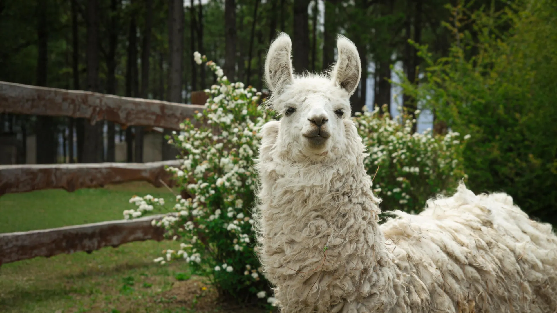 Proteínas de mini llama mostram promessas no tratamento do Alzheimer