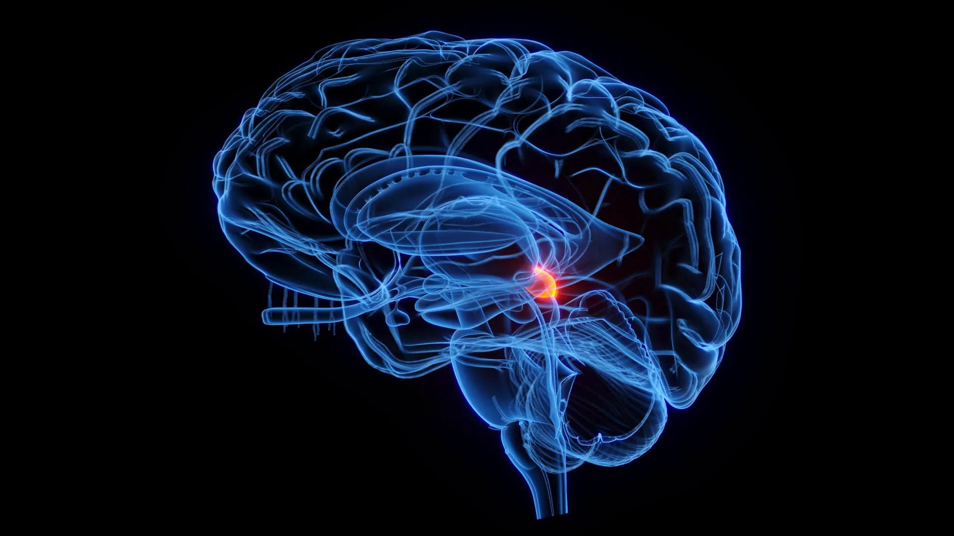 Um Radar Cerebral de 500 Milhões de Anos Ainda Define Como Você Vê
