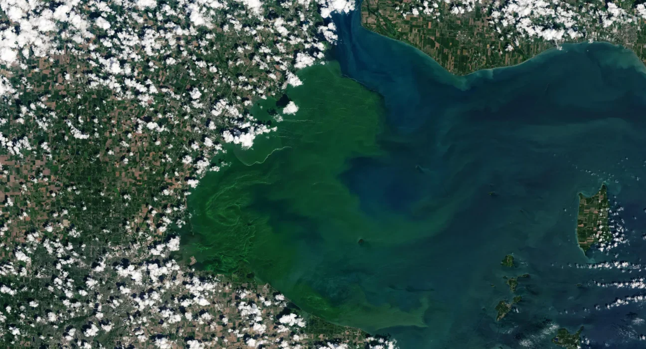 Nova pesquisa revela o organismo oculto por trás das flores tóxicas do Lago Erie