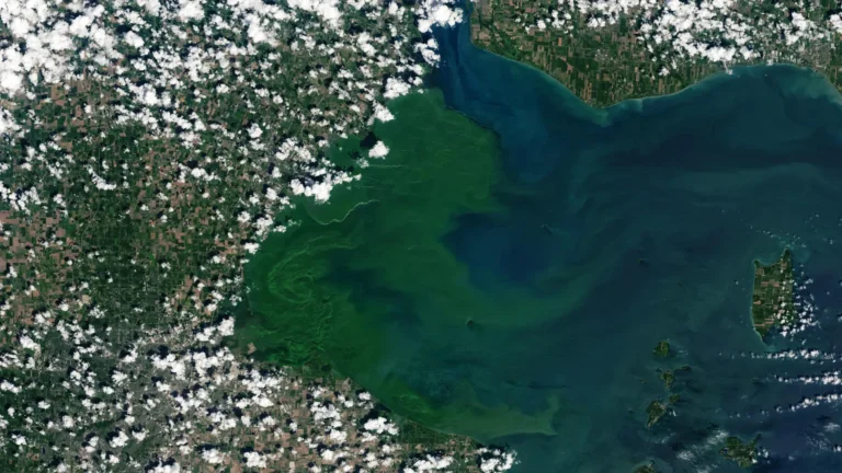 Nova pesquisa revela o organismo oculto por trás das flores tóxicas do Lago Erie