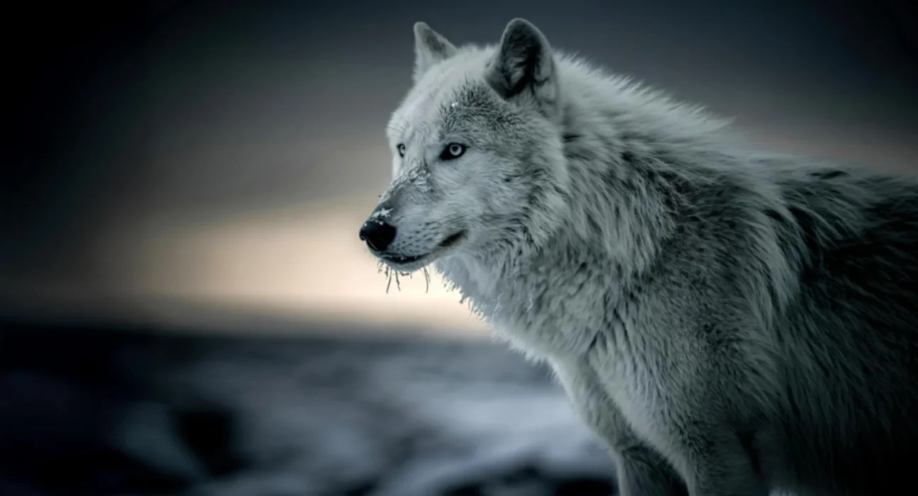 Cientistas descobrem DNA oculto de lobo na maioria dos cães